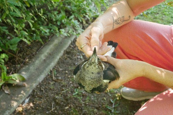 Kylie Conroy has been moving the unwell birds into her backyard. 