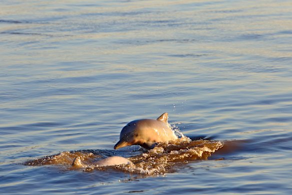 Unlike like their grey-coloured counterparts, pink dolphins don’t leap, but they do possess more brain capacity than humans.