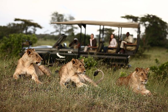 Safari and the lionesses – “golden coats shiny in the full sun”.