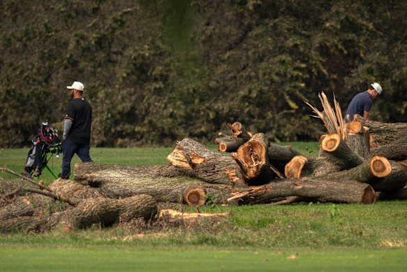 Golfers hit from the fairway near log sections cut from trees at the East Potomac Golf Links on Monday.