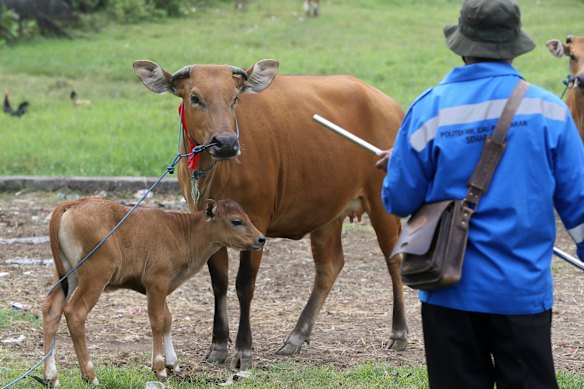 An Indonesian Agriculture Ministry official prepares to use a blowgun to administer a vaccine to a cow  at a farm in Bali during a 2022 outbreak.