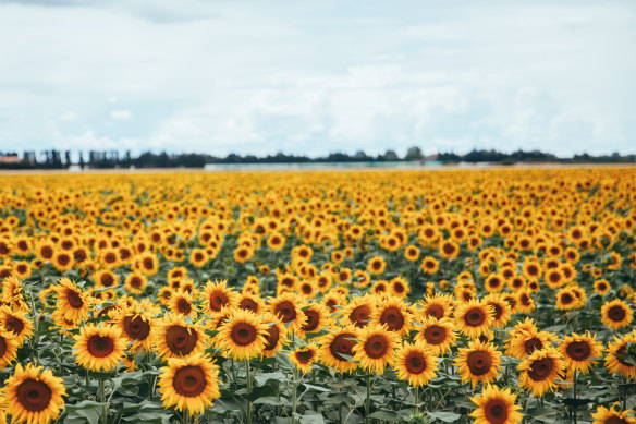 Inspiration … the sunflowers of Arles.