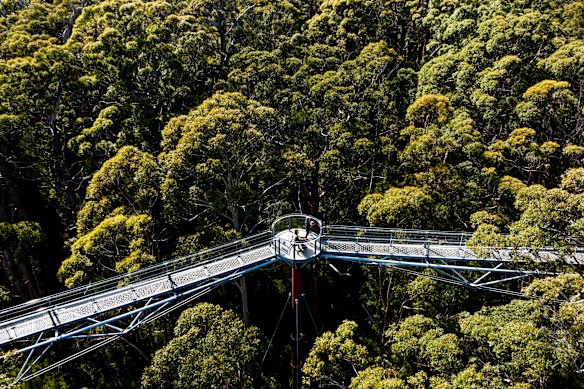 The elevated Valley of the Giants Tree Top Walk.