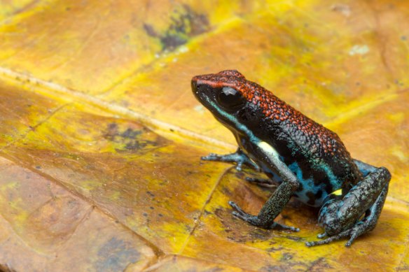 The Ecuadorian poison dart frog’s toxin is 200 times more potent than morphine.