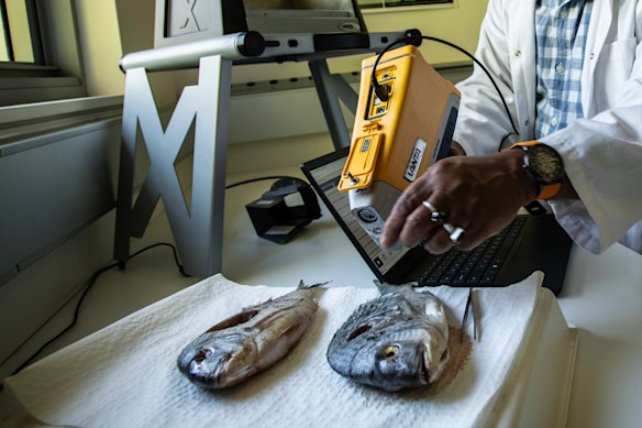 The XRF scanner picks up tiny differences in the elemental makeup of fish and other products, allowing scientists to trace their origin.