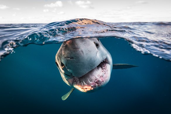 White sharks are responsible for most bites.