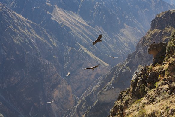 Andean condors soar over the Colca Canyon in Peru.