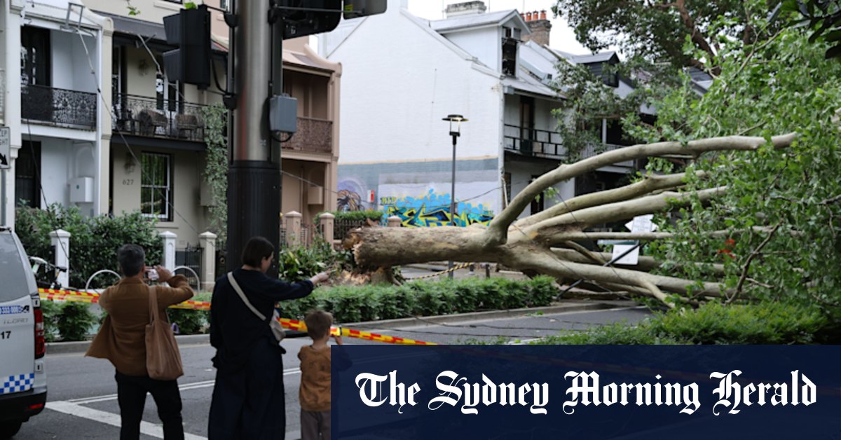 Wild winds hit Sydney felling trees across the city, after burst of early summer weather