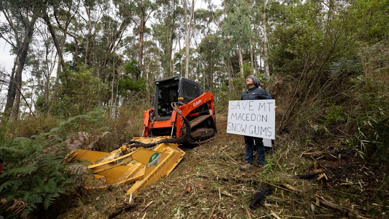 Snow gum forest to be bulldozed for view lines ahead of Anzac Day