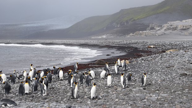 McDonald and Herd Island and some of its inhabitants - a tariff threat to the United States.