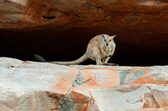 A short-eared rock wallaby on a cliff edge at Chamberlain Gorge, El Questro. 