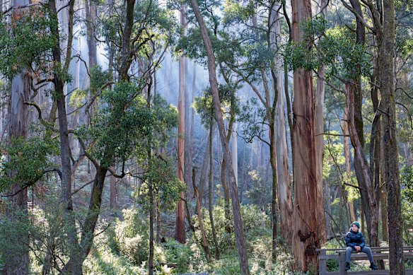 Wombat State Forest will be protected for future generations if the bill passes the upper house.