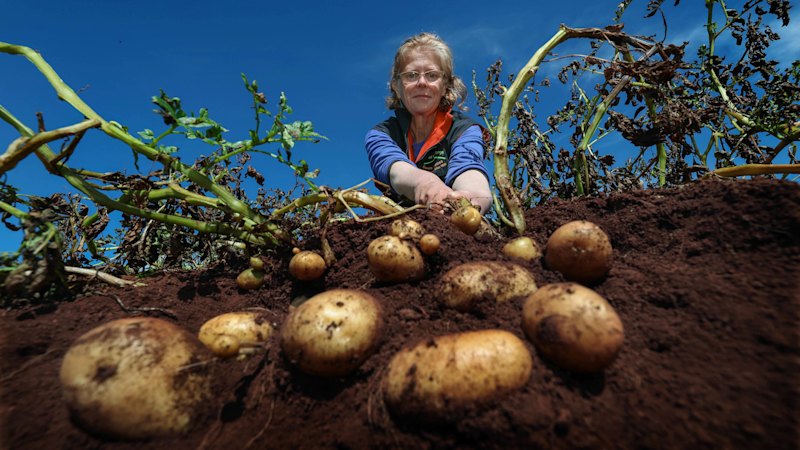 The potato fields and huts that point to Victoria’s enduring love affair with the spud