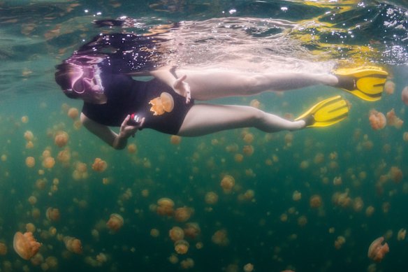 Jellyfish Lake is one of 70-odd such expanses of water scattered throughout the Rock Islands of the Palau archipelago.