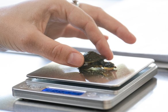 A three-month-old Manning River turtle is weighed as part of a health check at Aussie Ark.