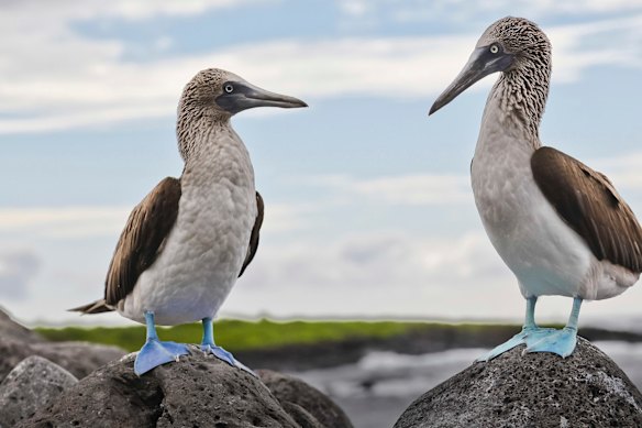 Toe to toe with the blue-footed booby.