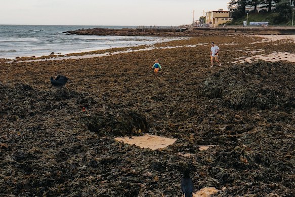 Seaweed along the southern corner of Dee Why Beach. 