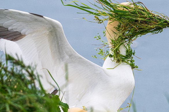  Alison Tuck for ‘Now, which direction is my nest?’. 