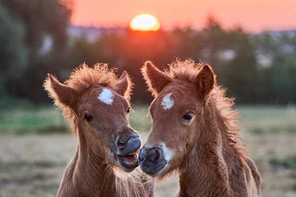 Icelandic foals stand together at a stud farm as the sun rises in Wehrheim near Frankfurt, Germany.