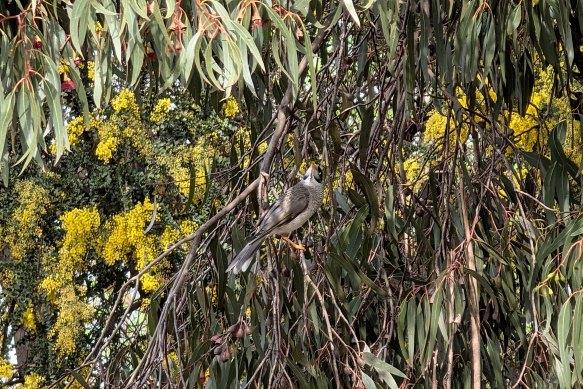 Even at 10x+ zoom, the Pixel 9 Pro is capable of capturing some really nice images.