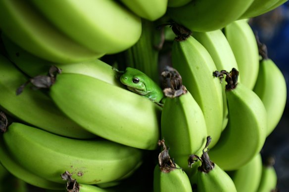 As author Brian Tracy said, if it’s your job to eat a frog, you’re best to do it first thing in the morning.