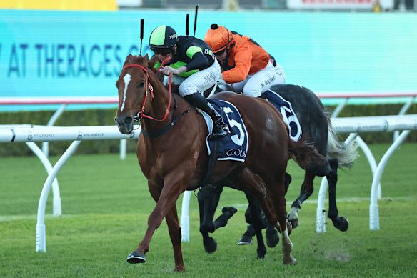 Accredited wins at Randwick in June. He has been right around the mark this preparation and can return to the winner’s circle at Wyong.