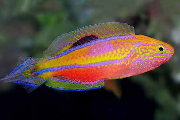 Cirrhilabrus isosceles - the first fish Dr Tea described. He lived with a specimen in his bedroom in Singapore.