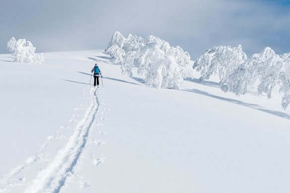 A tourist trekking up an untouched hill in Niseko last year.