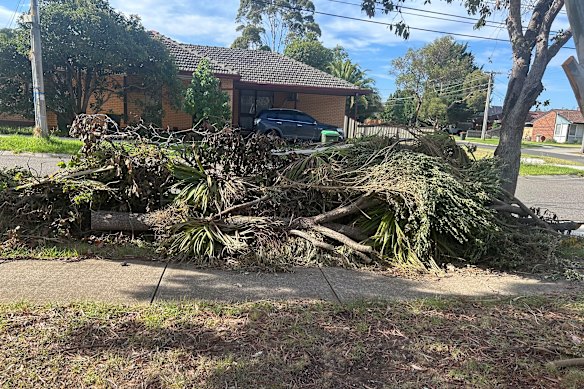 Felled trees and plants stacked outside O’Dowd’s home.