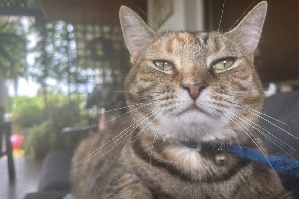 Sabrina the cat, in all her majesty.