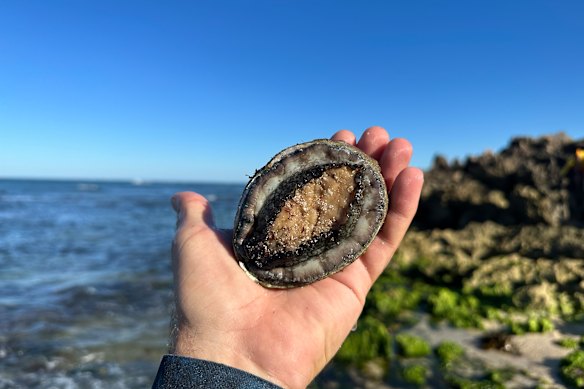 The second abalone session for the WA Western Zone will open at 7am on Saturday.