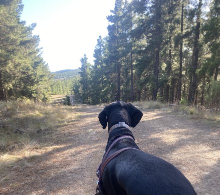 Shane Wright’s dog, Scully, enjoying a run in nature.