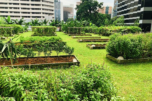 Rooftop vegetable garden.