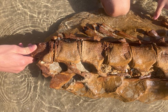 The fossil, found at Ocean Grove beach on December 17 this year.
