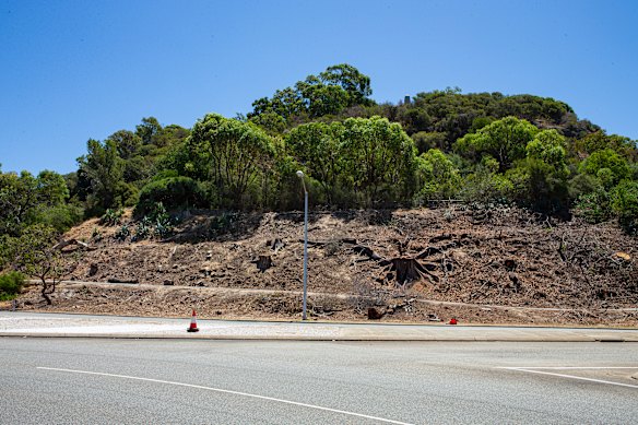 Pictures of the tree stumps left after tree removal due to the Polyphagous shot hole borer, on the edge of Kings Park, fronting Mounts Bay Road in Perth.