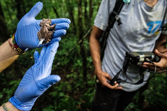 A crowned tree frog wears a radio transmitter to enable tracking within the national park.