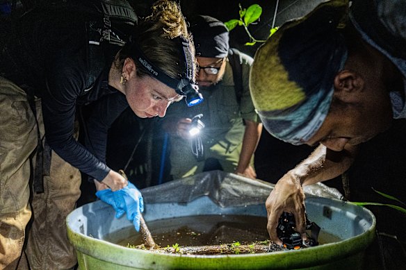 Conservation scientists check on tadpole development in the national park.