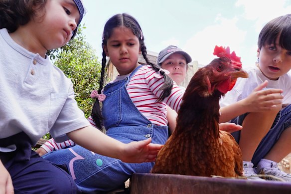 Kids meeting the animals at the Collingwood Childrens Farm