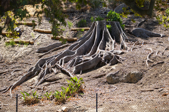Pictures of the tree stumps left after tree removal due to the Polyphagous shot hole borer, on the edge of Kings Park, fronting Mounts Bay Road in Perth.