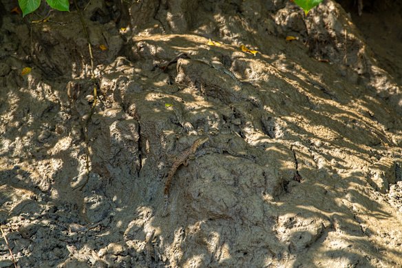 Hatchling crocodiles blend in to their habitat.