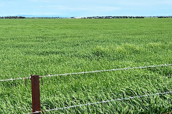 The farmland where the mine is proposed for is productive broadacre cropping land in Victoria’s western wheatbelt.