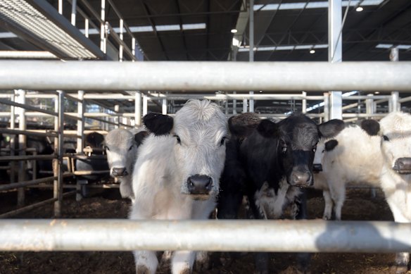 The new Chinese import quotas are set to deal a blow to Australian beef exporters.