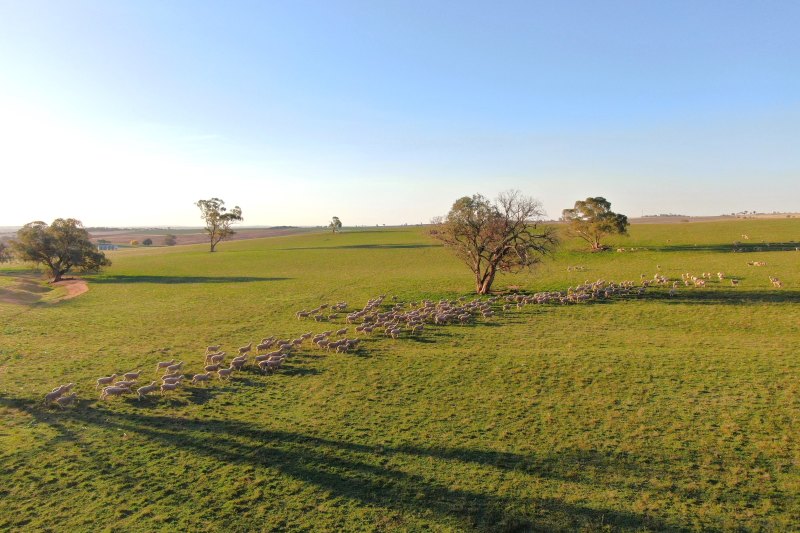 The Gundary Aggregation has a carrying capacity of about 23,500 sheep.