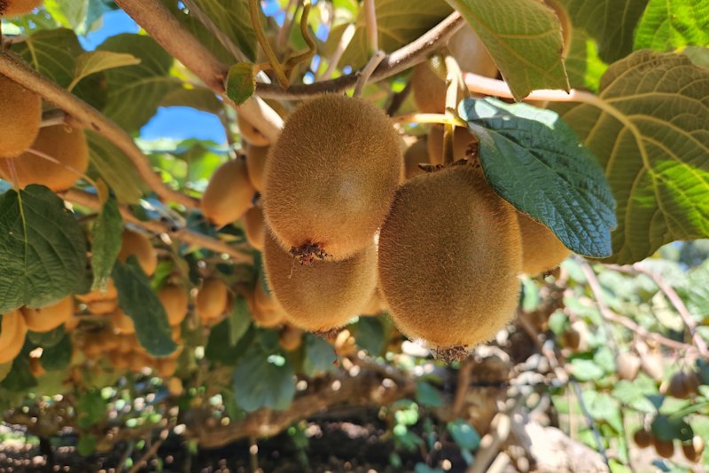 Warakirri has taken over three orchards in the Goulburn Valley in a $33 million deal.