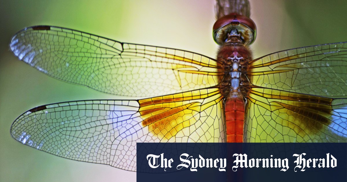 Garden overrun with mosquitos? It’s time to attract the dragonfly