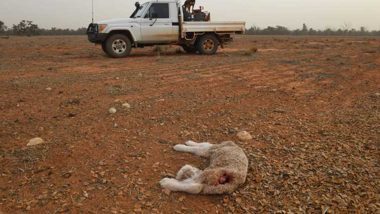 Andy Gorman on the property, 'Meilman', he runs with his brother Chris near Balranald in south-west NSW.