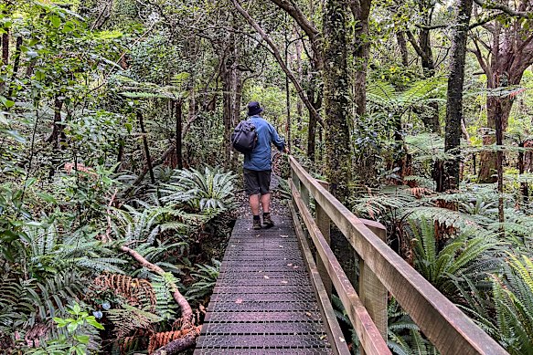 There are walking tracks a-plenty on Stewart Island, an ideal spot to see one of its 20,000 Stewart Island brown kiwis.