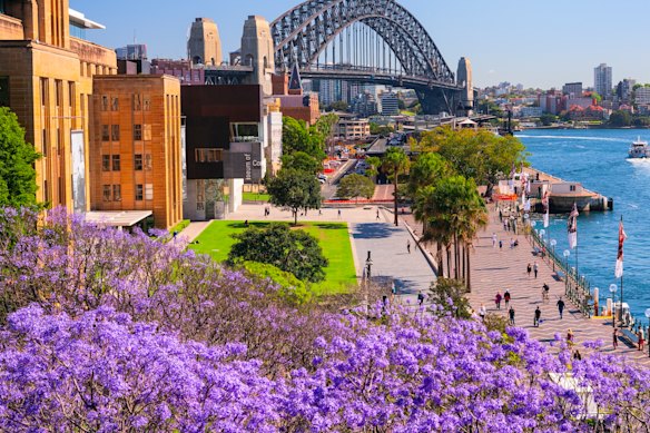 Are Sydney’s famous jacarandas also falling victim to climate change?