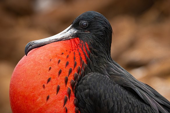 A frigate bird in courting display in the Galapagos Islands.