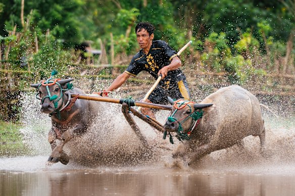 Bull racing dates back to the 13th century.